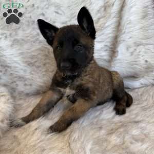 Lavendar, Belgian Malinois Puppy